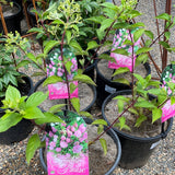 Hydrangea paniculata Sundae Fraise