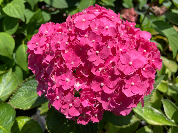 Hydrangea Pia Mina