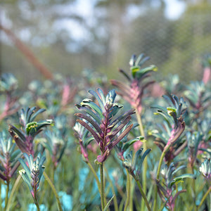 Kangaroo Paw Celebrations® Cocktail PBR - Our Next Plants Ready in April 2024