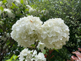 Snowball Tree - Viburnum opulus sterile