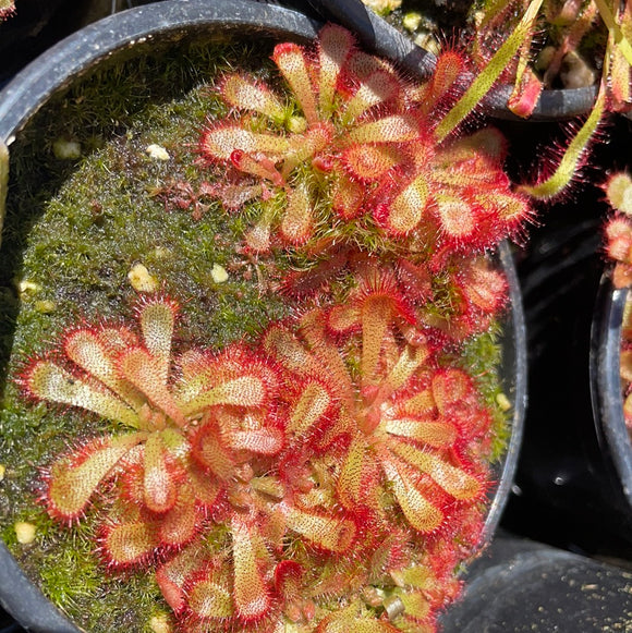 Drosera aliciae Alice (Alice Sundew)