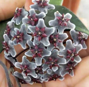 Hoya pubicalyx Chinese Black