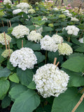 Hydrangea Annabelle
