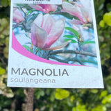 Magnolia Soulangeana - Saucer Magnolia