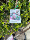 Magnolia Soulangeana - Saucer Magnolia