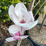 Magnolia Soulangeana - Saucer Magnolia