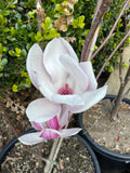 Magnolia Soulangeana - Saucer Magnolia