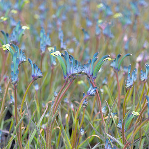 Kangaroo Paw Celebrations® Masquerade PBR