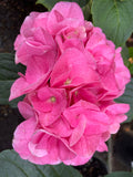 Hydrangea Nigra Black Stem Dark Pink/Dark Blue/ Dark Purple