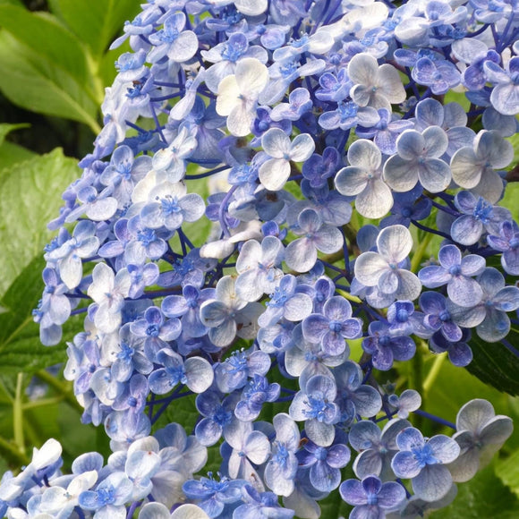 Hydrangea Ayesha