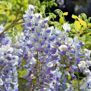 Wisteria floribunda Macrobotrys - Japanese Wisteria