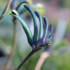 Kangaroo Paw Celebrations® Masquerade PBR - Our Next Plants Ready in April 2024