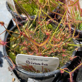 Drosera binata (Australian Fork-Leaved Sundew) Growing - Ready Soon!