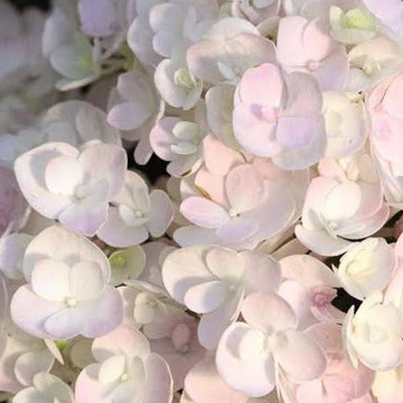 Hydrangea Endless Summer Blushing Bride