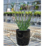 Kangaroo Paw Celebrations® Cocktail PBR - Our Next Plants Ready in April 2024