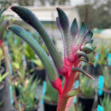 Kangaroo Paw celebrations ® Fireworks PBR