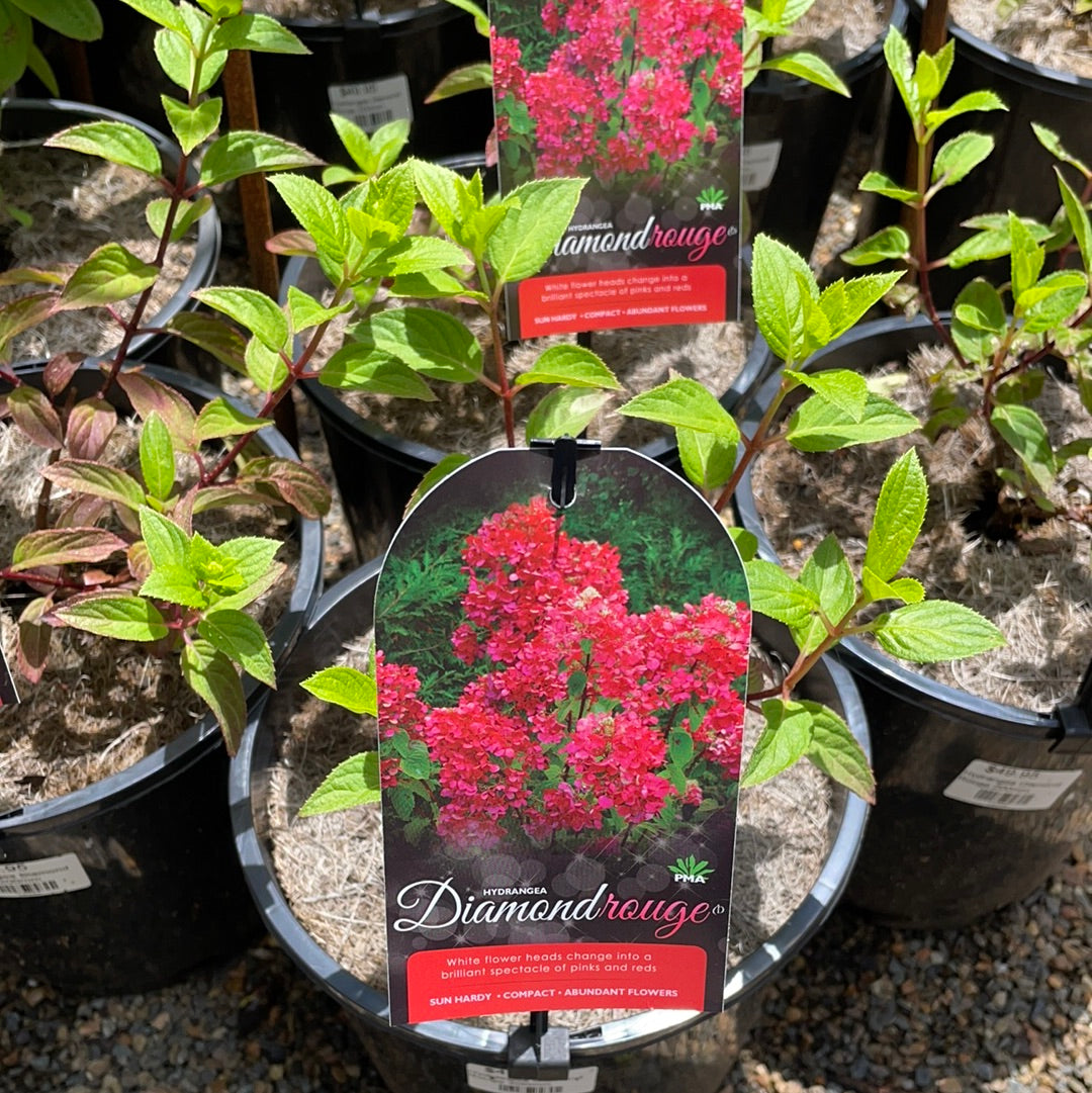 Hydrangea paniculata Diamond Rouge – Mother Earth Nursery