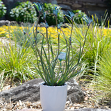 Kangaroo Paw Celebrations® Masquerade PBR - Our Next Plants Ready in April 2024