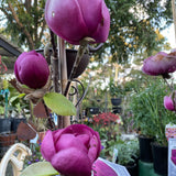 Magnolia Black Tulip - available in store - not for postage.