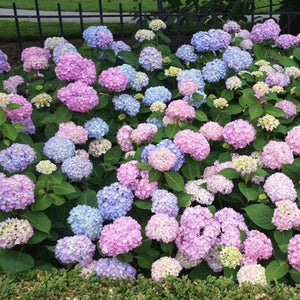 Hydrangea Endless Summer Bloomstruck