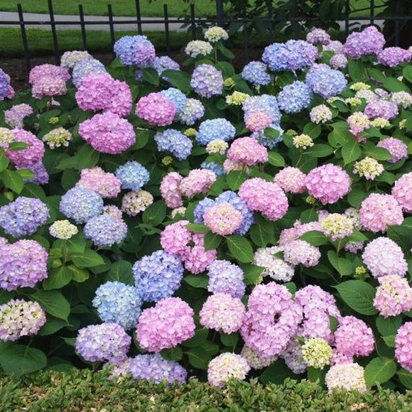 Hydrangea Endless Summer Bloomstruck (currently pruned back)