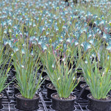 Kangaroo Paw Celebrations® Cocktail PBR - Our Next Plants Ready in April 2024