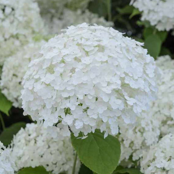 Hydrangea Annabelle (currently Growing)