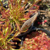 Drosera capensis typical (Cape Sundew) Growing - Ready Soon!