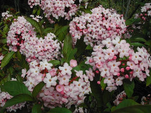 Luculia gratissima Early Dawn