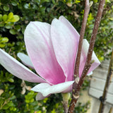 Magnolia Soulangeana - Saucer Magnolia