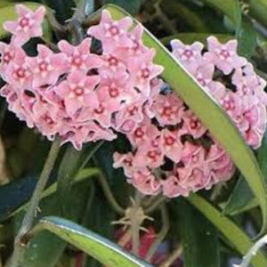 Hoya longifolia Minibelle
