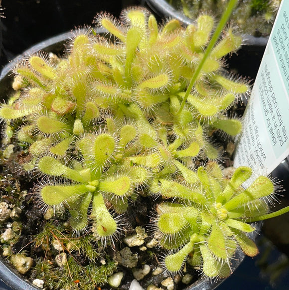 Drosera coccicaulis Alba (White Leaved Elegant Sundew) Growing - Ready Soon!