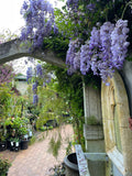 Wisteria sinensis Chinese Wisteria