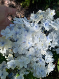 Hydrangea Fuji Waterfall - growing - ready Feb 2025!