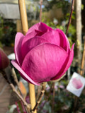 Magnolia Black Tulip 330mm pot