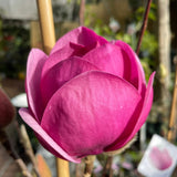 Magnolia Black Tulip 330mm pot