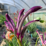 Kangaroo Paw Celebrations® Carnivale PBR - Our Next Plants Ready in April 2024