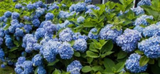 Hydrangea Endless Summer The Original (in store only at this time - please enquire in store)