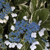 Hydrangea macrophylla Variegated Lacecap