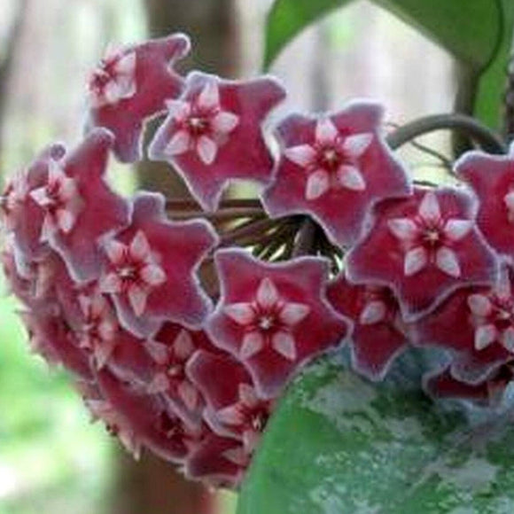 Hoya pubicalyx Splash