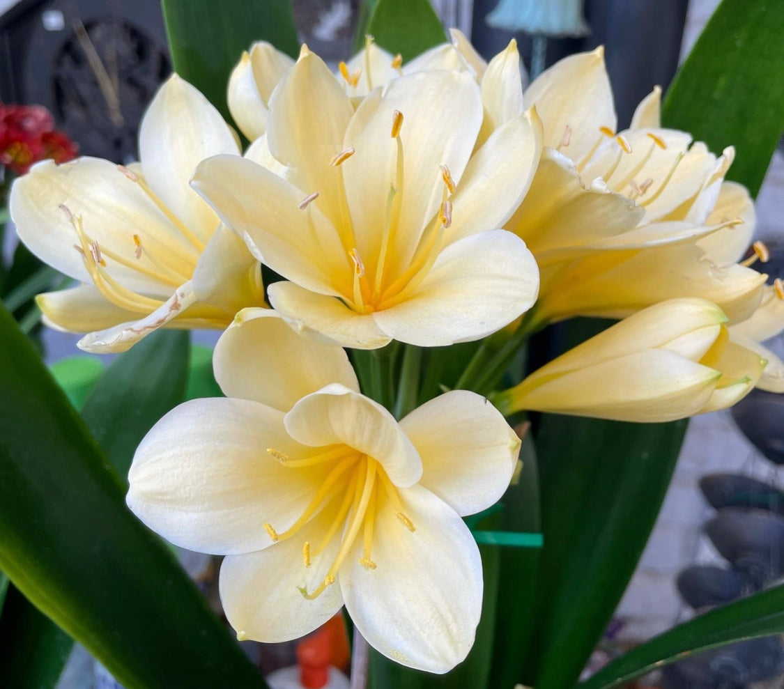 Yellow Clivia Clivia miniata Cream Yellow – Mother Earth Nursery