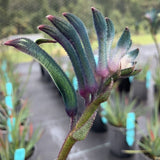 Kangaroo Paw Celebrations® Cocktail PBR - Our Next Plants Ready in April 2024