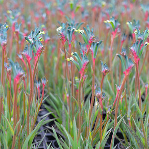 Kangaroo Paw celebrations ® Fireworks PBR - Our Next Plants Ready in April 2024