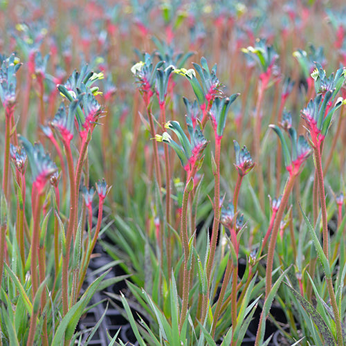 Kangaroo Paw celebrations ® Fireworks PBR