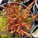 Drosera capensis Tamlins Red (Cape Sundew) Growing - Ready Soon!