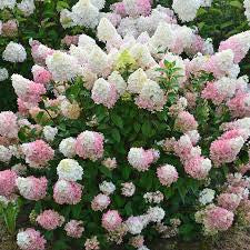 Hydrangea paniculata Sundae Fraise