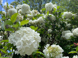 Snowball Tree - Viburnum opulus sterile