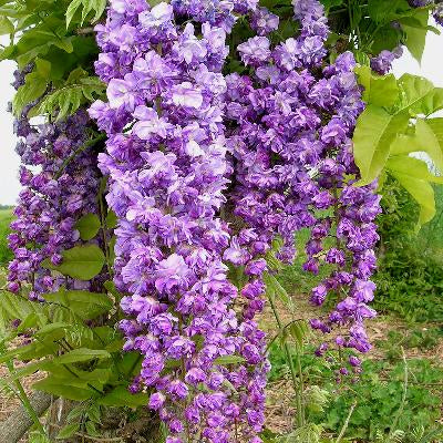 Wisteria floribunda Violacea Plena - Double Purple Japanese Wisteria –  Mother Earth Nursery