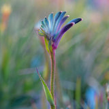 Kangaroo Paw Celebrations® Cocktail PBR - Our Next Plants Ready in April 2024