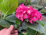 Hydrangea Nigra Black Stem Dark Pink/Dark Blue